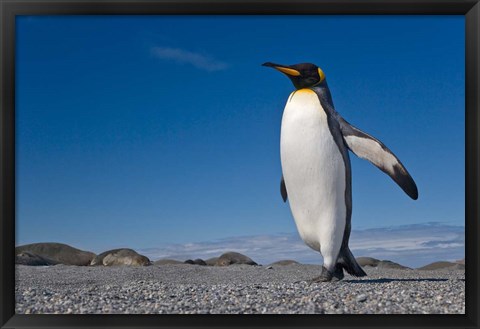 Framed Strutting King penguin Print