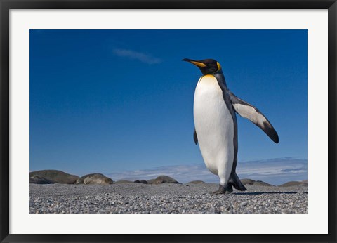 Framed Strutting King penguin Print