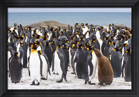 Framed Colony of King penguins Print