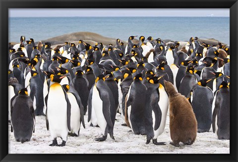 Framed Colony of King penguins Print