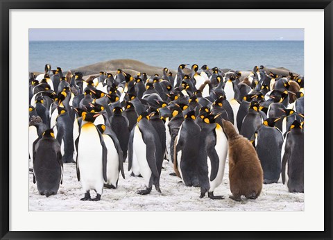 Framed Colony of King penguins Print