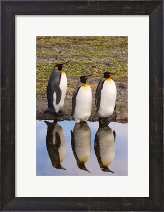 Framed King penguin reflections Print