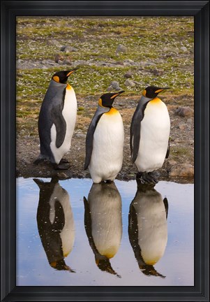Framed King penguin reflections Print