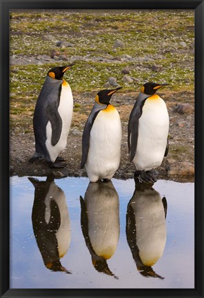 Framed King penguin reflections Print