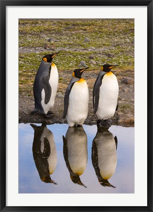 Framed King penguin reflections Print