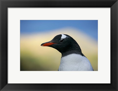Framed South Georgia Island, Stromess Bay, Gentoo penguin Print