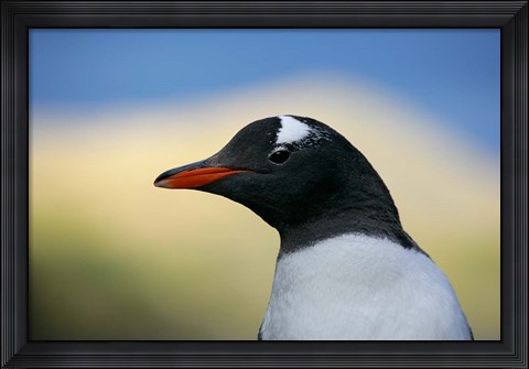 Framed South Georgia Island, Stromess Bay, Gentoo penguin Print