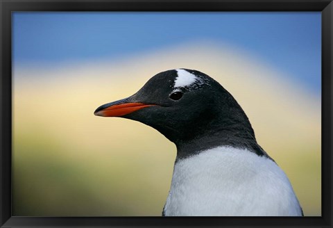 Framed South Georgia Island, Stromess Bay, Gentoo penguin Print