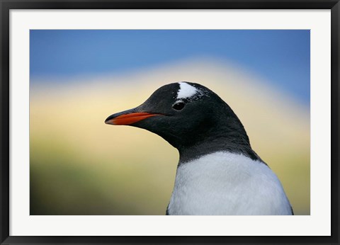 Framed South Georgia Island, Stromess Bay, Gentoo penguin Print