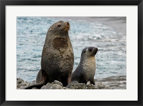 Framed South Georgia Island. Mother fur seal and pup Print