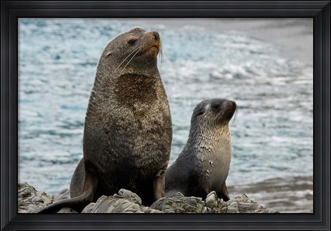 Framed South Georgia Island. Mother fur seal and pup Print