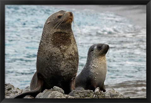 Framed South Georgia Island. Mother fur seal and pup Print