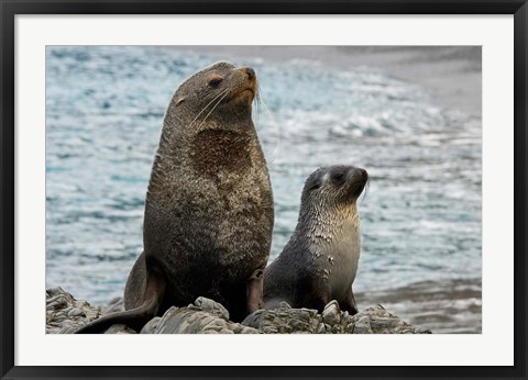 Framed South Georgia Island. Mother fur seal and pup Print