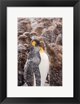 Framed South Georgia, Salisbury Plain, King penguin Print