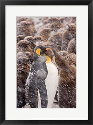 Framed South Georgia, Salisbury Plain, King penguin Print
