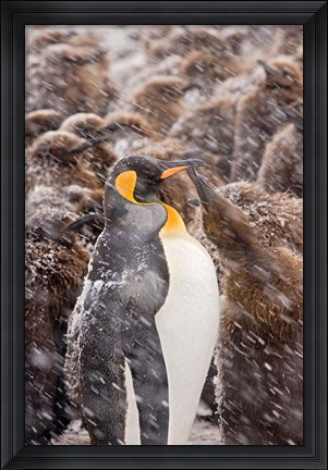 Framed South Georgia, Salisbury Plain, King penguin Print