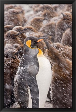 Framed South Georgia, Salisbury Plain, King penguin Print