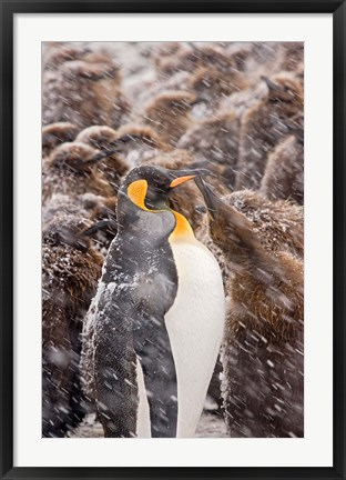 Framed South Georgia, Salisbury Plain, King penguin Print