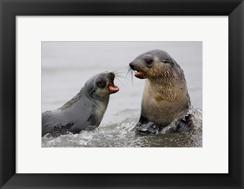 Framed South Georgia, St. Andrews Bay, Antarctic Fur Seals Print