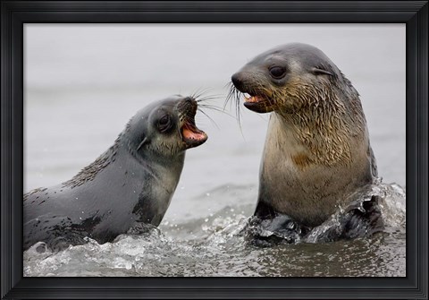 Framed South Georgia, St. Andrews Bay, Antarctic Fur Seals Print