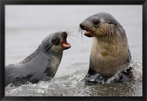 Framed South Georgia, St. Andrews Bay, Antarctic Fur Seals Print