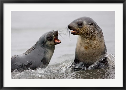 Framed South Georgia, St. Andrews Bay, Antarctic Fur Seals Print