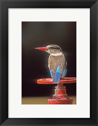 Framed South Kruger NP, Brown-hooded kingfisher Print