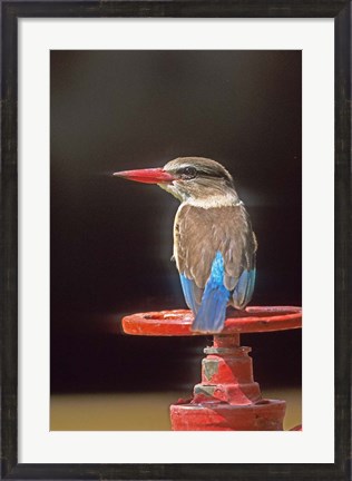 Framed South Kruger NP, Brown-hooded kingfisher Print