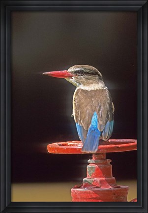 Framed South Kruger NP, Brown-hooded kingfisher Print