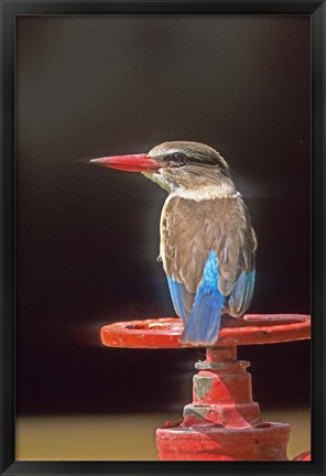 Framed South Kruger NP, Brown-hooded kingfisher Print