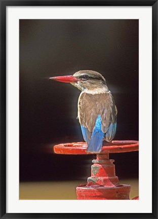 Framed South Kruger NP, Brown-hooded kingfisher Print