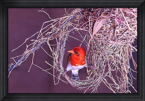 Framed South Kruger NP. Redheaded weaver bird, nest Print