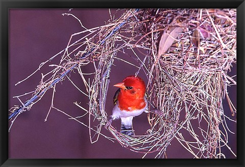 Framed South Kruger NP. Redheaded weaver bird, nest Print