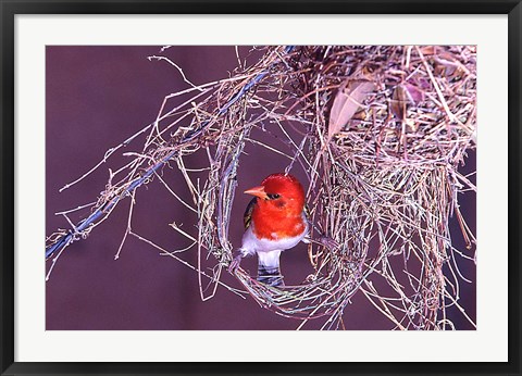 Framed South Kruger NP. Redheaded weaver bird, nest Print