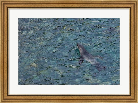 Framed Southern Fur Seal Swimming in Clear Water, South Georgia Island, Antarctica Print