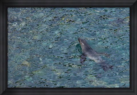 Framed Southern Fur Seal Swimming in Clear Water, South Georgia Island, Antarctica Print
