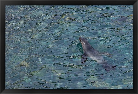 Framed Southern Fur Seal Swimming in Clear Water, South Georgia Island, Antarctica Print