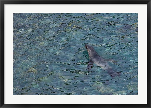 Framed Southern Fur Seal Swimming in Clear Water, South Georgia Island, Antarctica Print