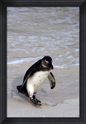 Framed Penguin, South Africa Print