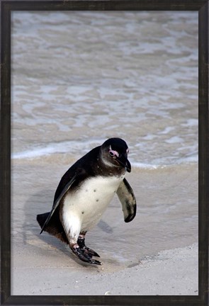 Framed Penguin, South Africa Print