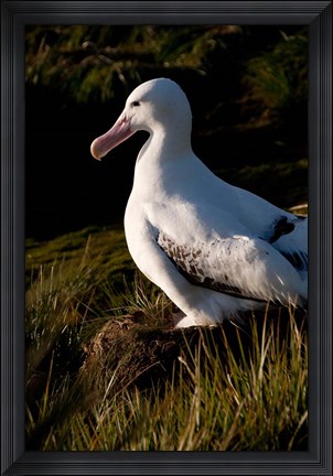 Framed South Georgia, Prion, Wandering albatross bird Print