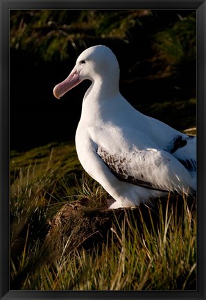 Framed South Georgia, Prion, Wandering albatross bird Print