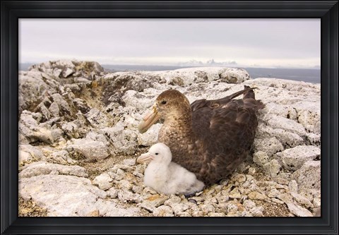 Framed Southern giant petrel nest, Antarctic Peninsula Print