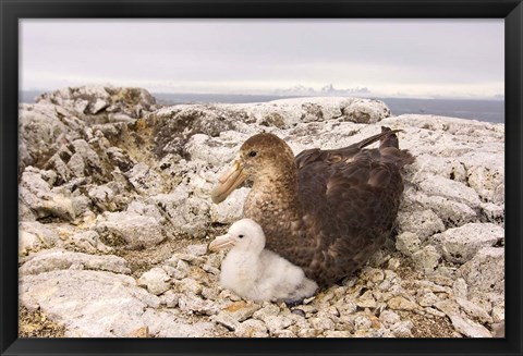 Framed Southern giant petrel nest, Antarctic Peninsula Print