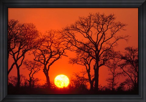 Framed South Africa, Kruger NP, Trees silhouetted at sunset Print