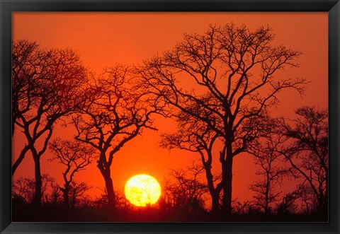 Framed South Africa, Kruger NP, Trees silhouetted at sunset Print