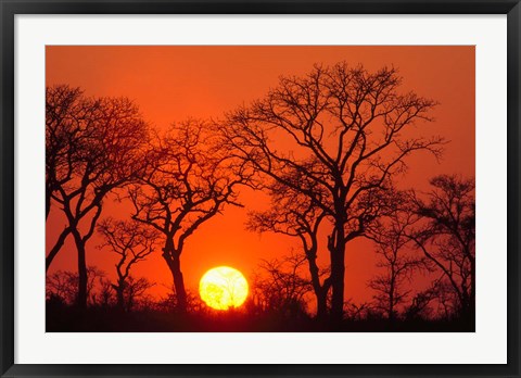 Framed South Africa, Kruger NP, Trees silhouetted at sunset Print