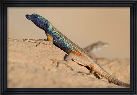 Framed South Africa, Augrabies Falls NP, Flat lizard, Canyon Print