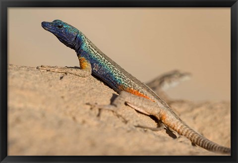 Framed South Africa, Augrabies Falls NP, Flat lizard, Canyon Print