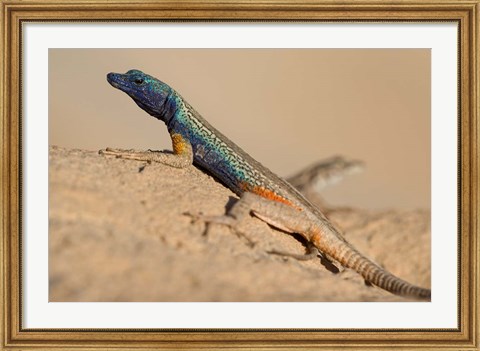 Framed South Africa, Augrabies Falls NP, Flat lizard, Canyon Print